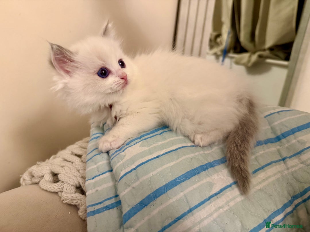 Ragdoll cats for sale: Beautiful Ragdoll Kittens – Stunning & Ready Soon - Image 10
