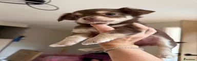 Chihuahua 1