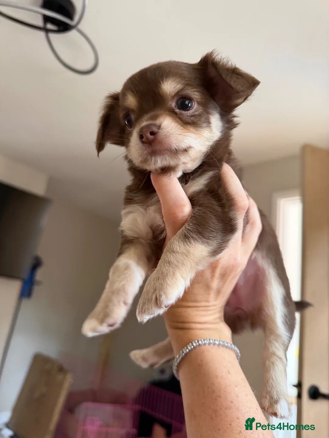 Chihuahua dogs for sale: Gorgeous chocolate tri chihuahua puppy boy - Advert 2
