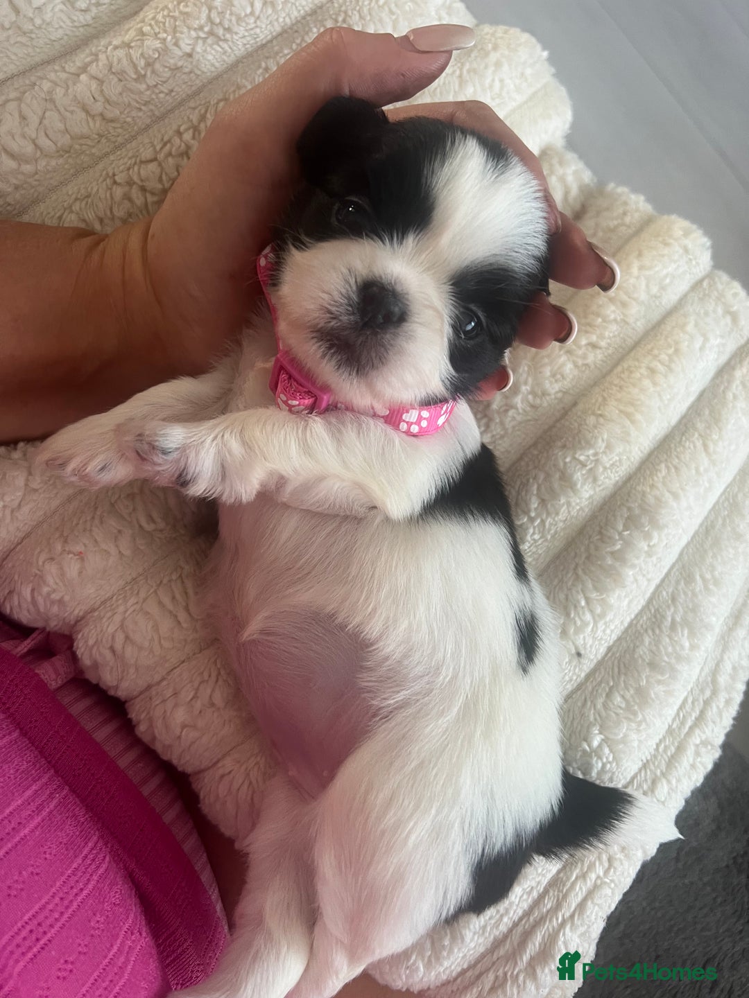 Shih Tzu dogs for sale: Shih tzu puppies  - Advert 9