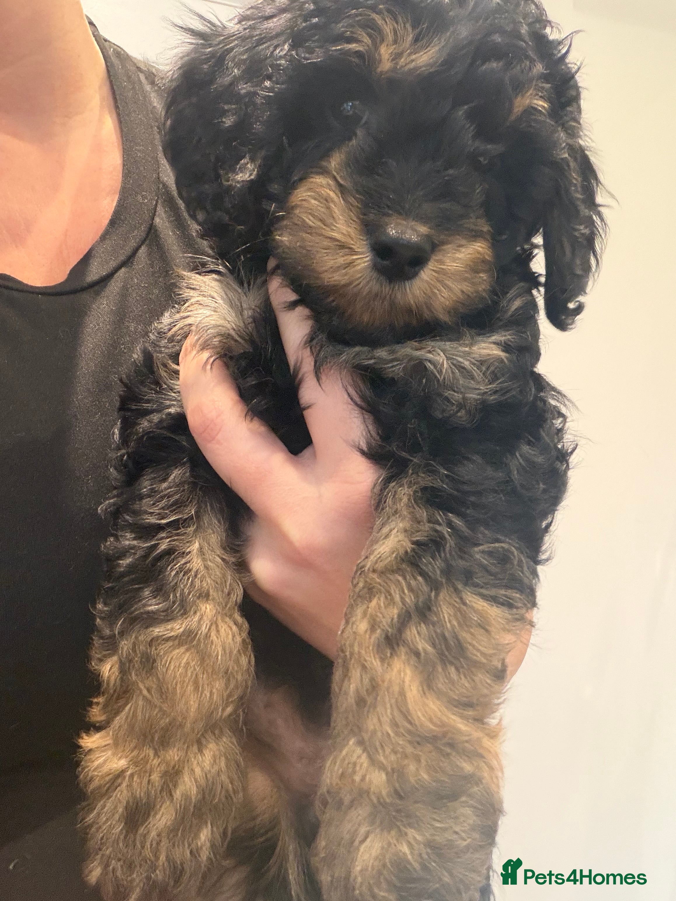 Cavapoo dogs F1 B Cavapoo’s - Advert 11