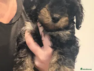 Cavapoo dogs F1 B Cavapoo’s - Advert 11