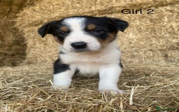 Border Collie dogs for sale: Adorable Border Collie Puppies for sale  - Image 4