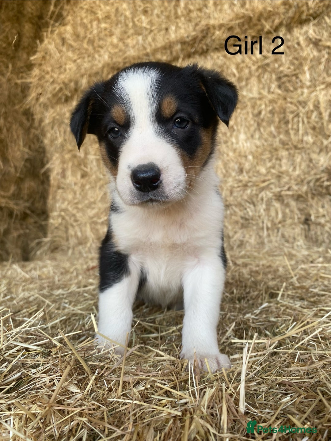 Border Collie dogs for sale: Adorable Border Collie Puppies for sale  - Image 4