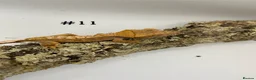 Gecko reptiles for sale: Adult, Juvenile and Lilly White Crested Geckos - Advert 22