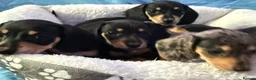 Dachshund dogs for sale: Beautiful black and cream puppies available  - Advert 6