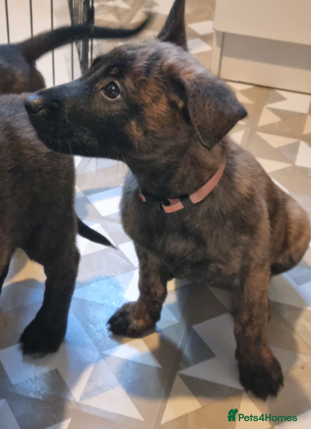 Belgian Shepherd Dog dogs for sale: READY TO GO Mother is Dutch Herder x Malinois  - Advert 30