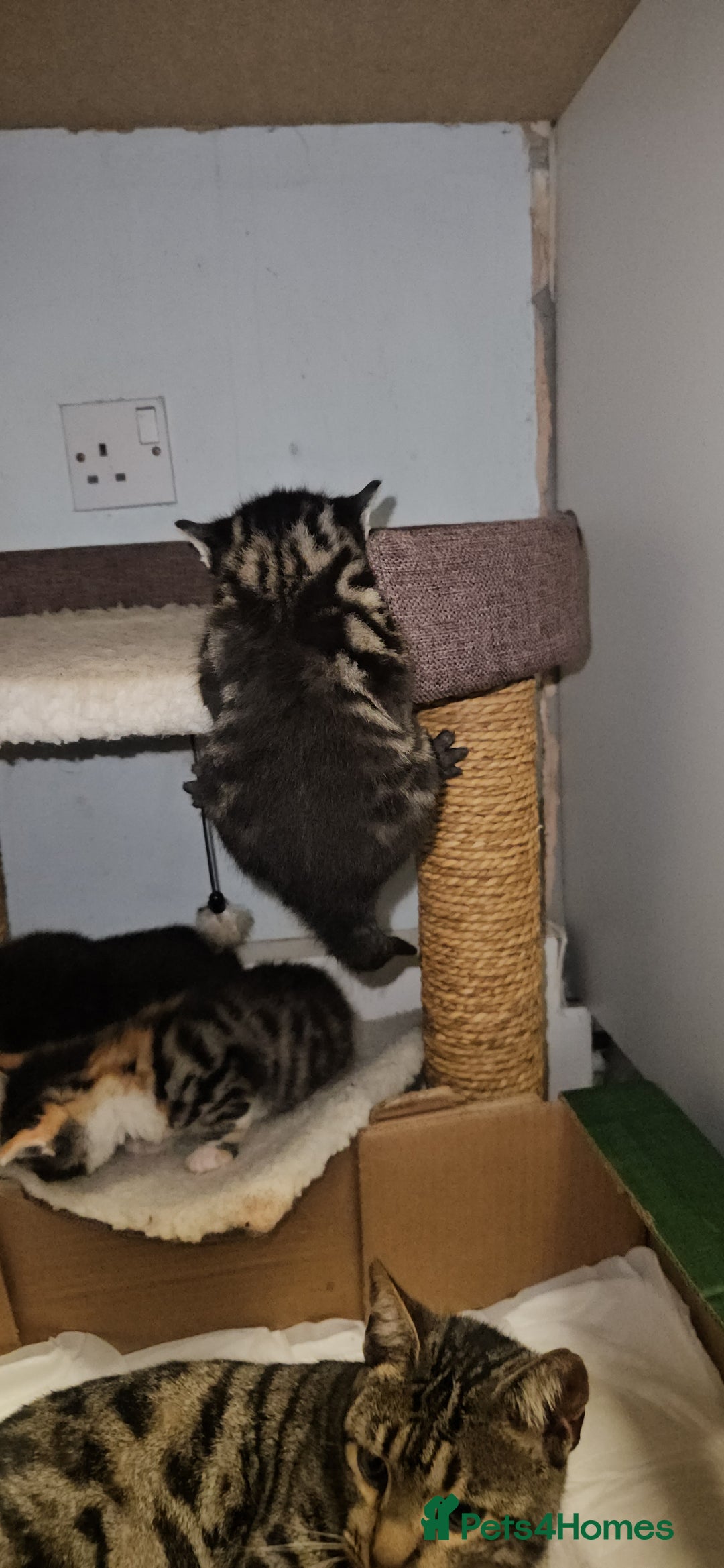 Bengal cats for sale: Kittys:Bengal+British parents  - Advert 13