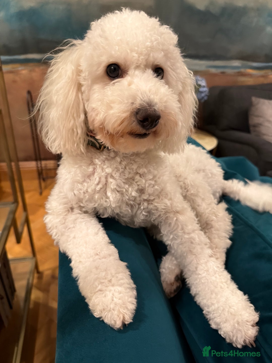 Toy Poodle dogs for sale: Rehome Toy Poodle Bitch - Advert 2