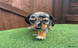 Dachshund dogs for sale: 5 beautiful dachshund puppies available !!!!!! - Image 7