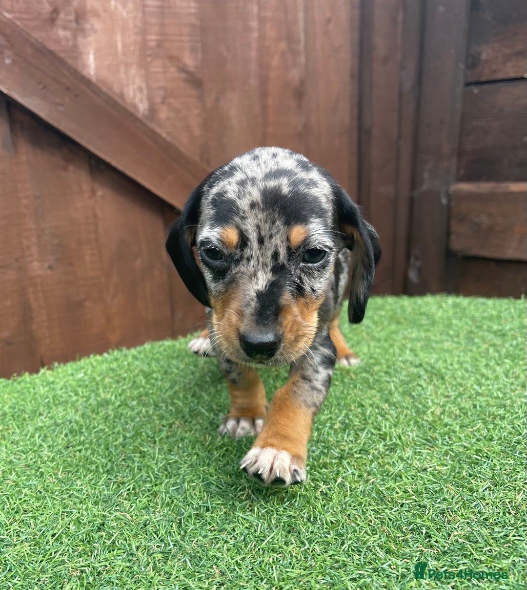 Dachshund dogs for sale: 5 beautiful dachshund puppies available !!!!!! - Image 7