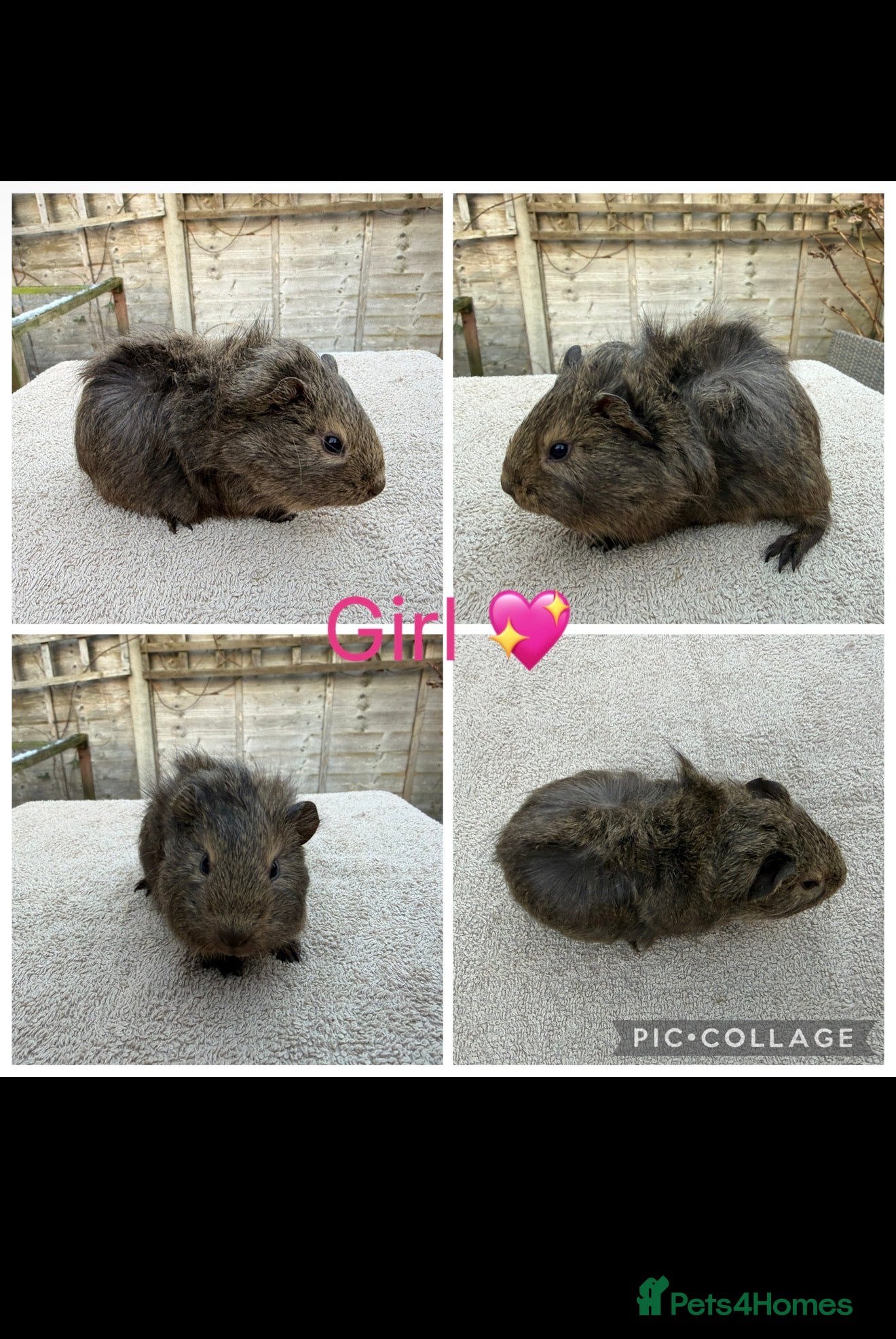 Guinea Pig rodents Male & Female Guinea pigs(Teddy,Funky,Abby,Smooth) - Advert 5