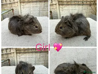 Guinea Pig rodents Male & Female Guinea pigs(Teddy,Funky,Abby,Smooth) - Advert 5