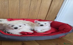 West Highland Terrier dogs for sale: 2 Female West Highlands Puppies - Image 2