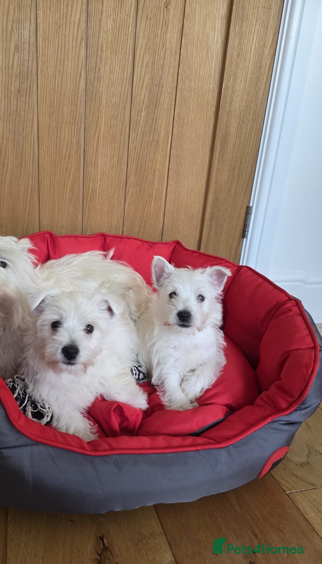 West Highland Terrier dogs for sale: 2 Female West Highlands Puppies - Image 2