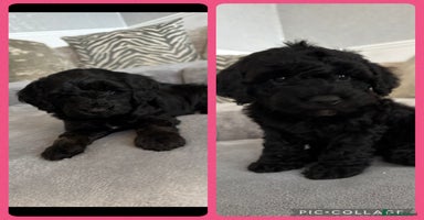 Cockapoo dogs - Advert 5
