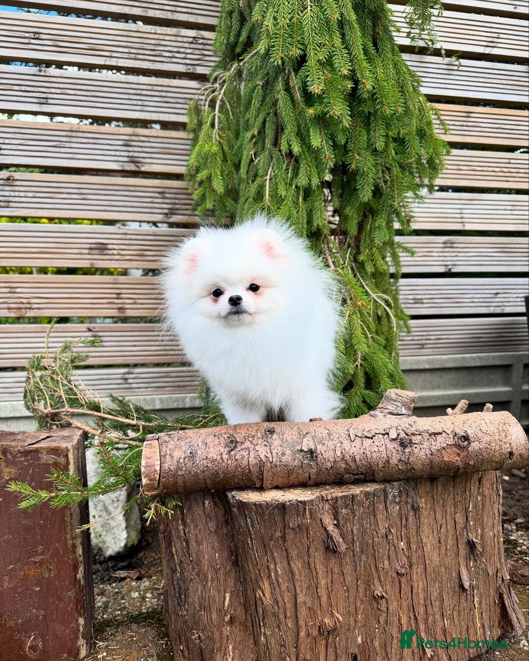 Pomeranian dogs for sale: Pomeranian Last Boy - Image 21