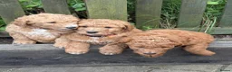 Mixed Breed dogs for sale: Red Australian labradoodle  in Caerphilly - Advert 6