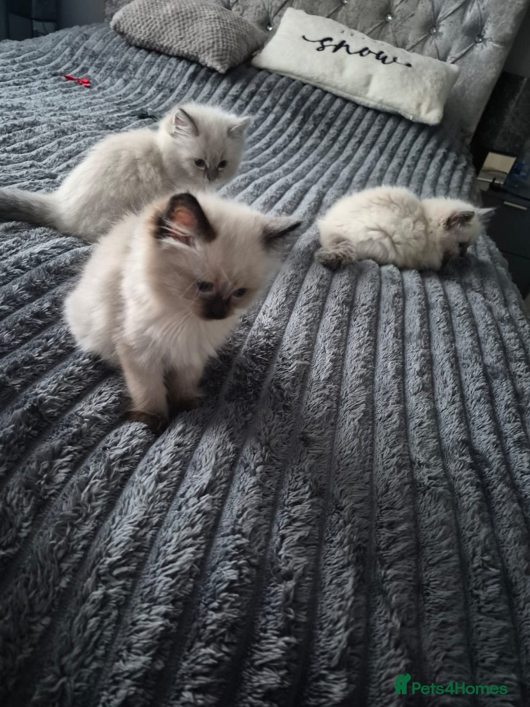 Ragdoll cats for sale: Adorable Ragdoll Kittens GCCF  Active registered  - Advert 27