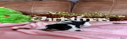 Cavapoo dogs for sale: Cavapoo puppies for sale  - Advert 17