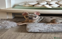 French Bulldog dogs for sale: French Bulldog Male for sale - Image 4