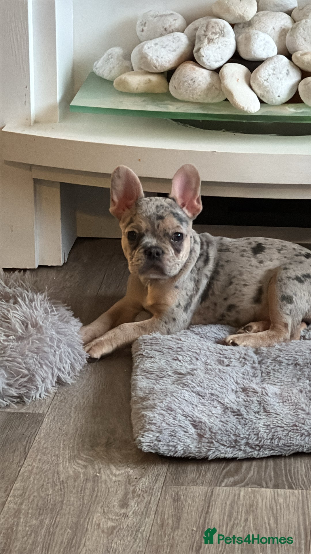 French Bulldog dogs for sale: French Bulldog Male for sale - Image 4