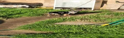Chihuahua dogs for sale: chihuahua in Great Yarmouth - Advert 4