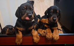 Dobermann dogs for sale: Beautiful Doberman puppies 3 boys 3 girls for sale - Image 3