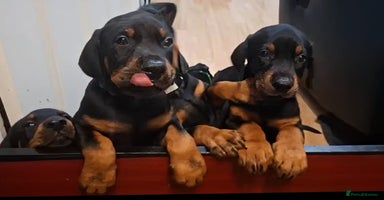 Dobermann dogs - Advert 13