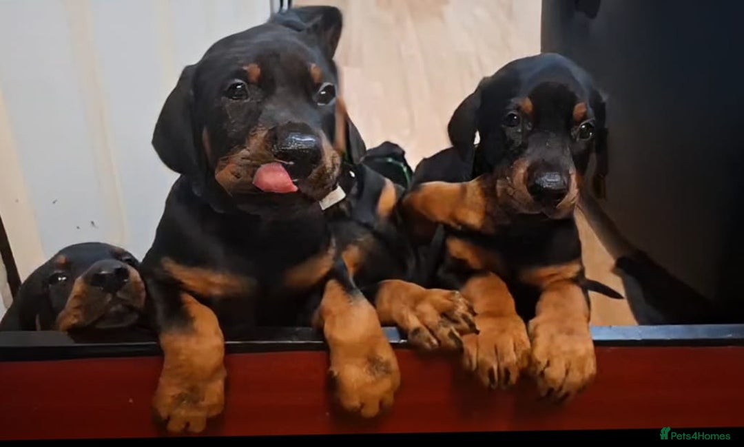 Dobermann dogs for sale: Beautiful Doberman puppies 3 boys 3 girls for sale - Image 3
