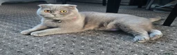 Scottish Fold cats for sale: Meet Your Future Cuddle Companion! 🐾  in Worcester - Advert 2