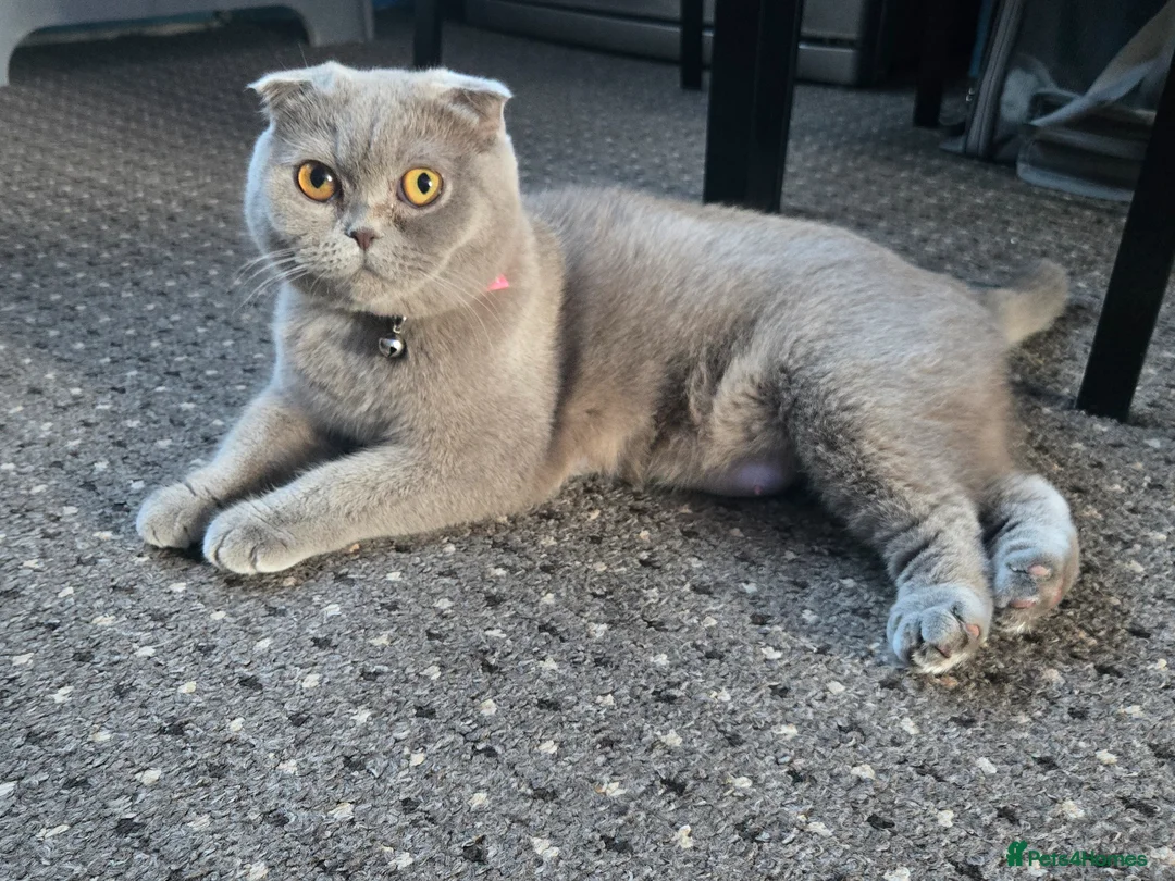 Scottish Fold cats for sale: Meet Your Future Cuddle Companion! 🐾  in Worcester - Advert 2