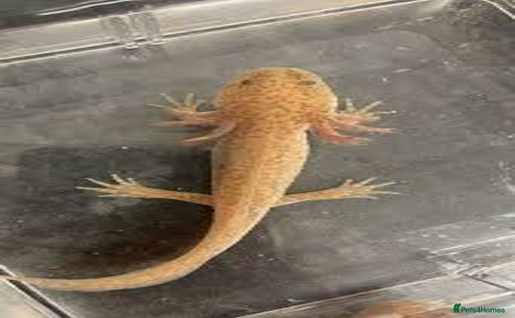 Axolotl reptiles - Advert 1