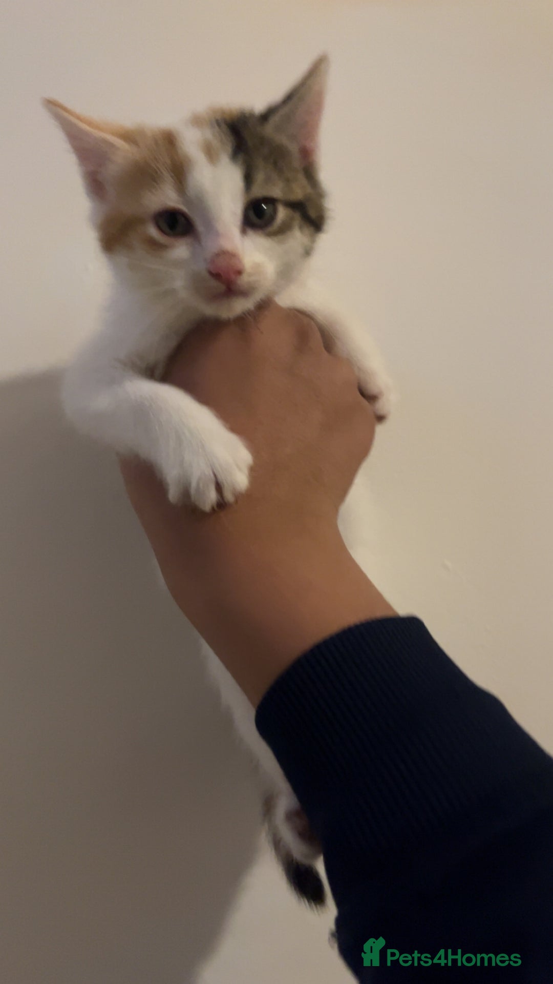 Domestic Shorthair cats for sale: cute calico kittens - Advert 2