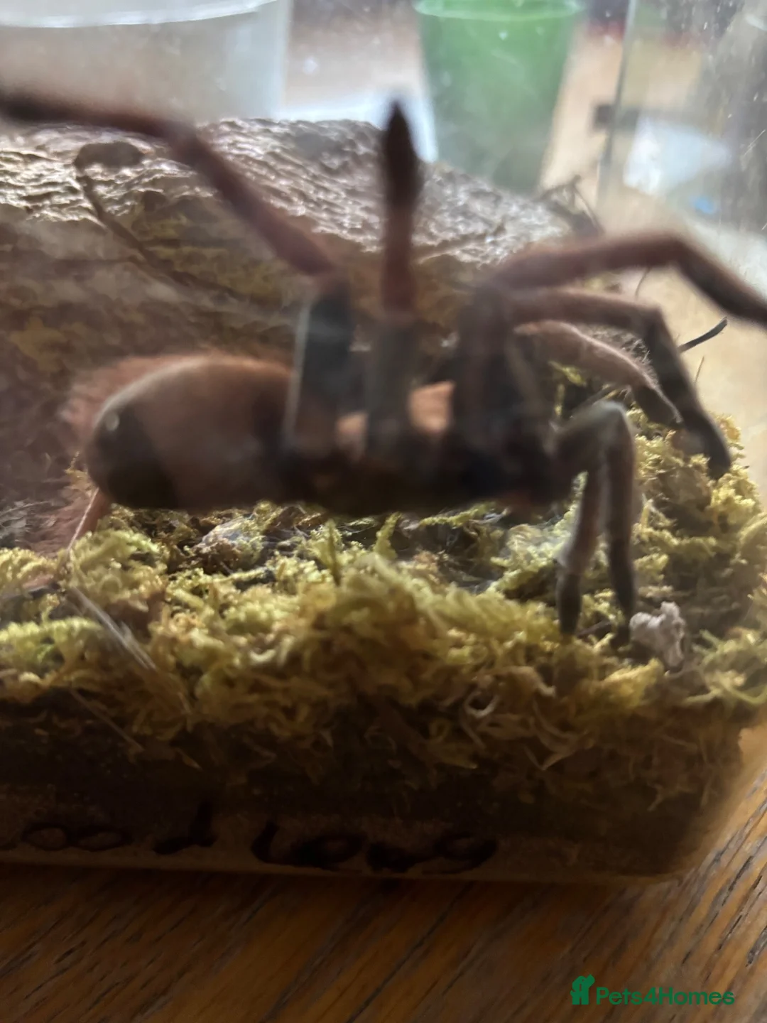 Mixed Breed reptiles for sale: MANDARIN BIRDEATER - Advert 2