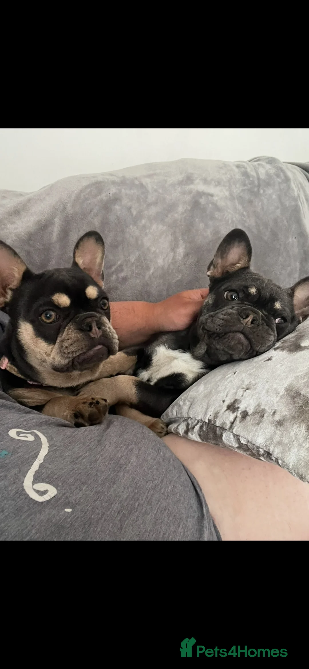 French Bulldog dogs for sale: Pippin and Star - Advert 2
