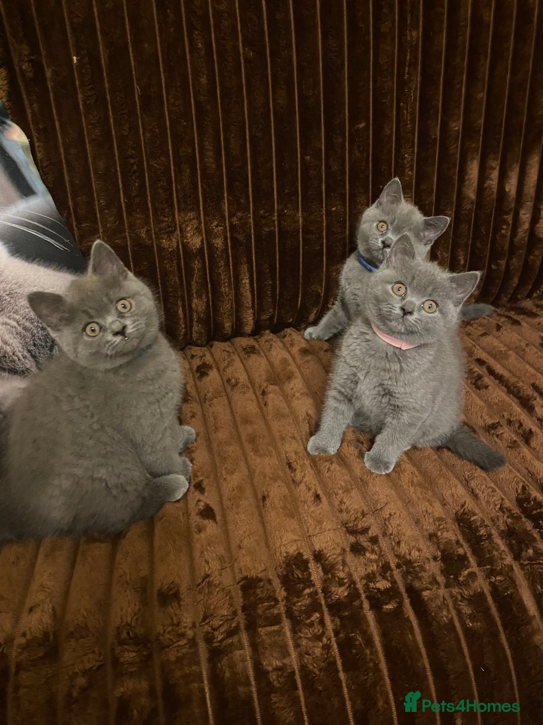 British Shorthair cats for sale: ❤️GCCF❤️ONE GIRL LEFT❤️READY❤️ BRITISH SHORTHAIR❤️ - Image 25