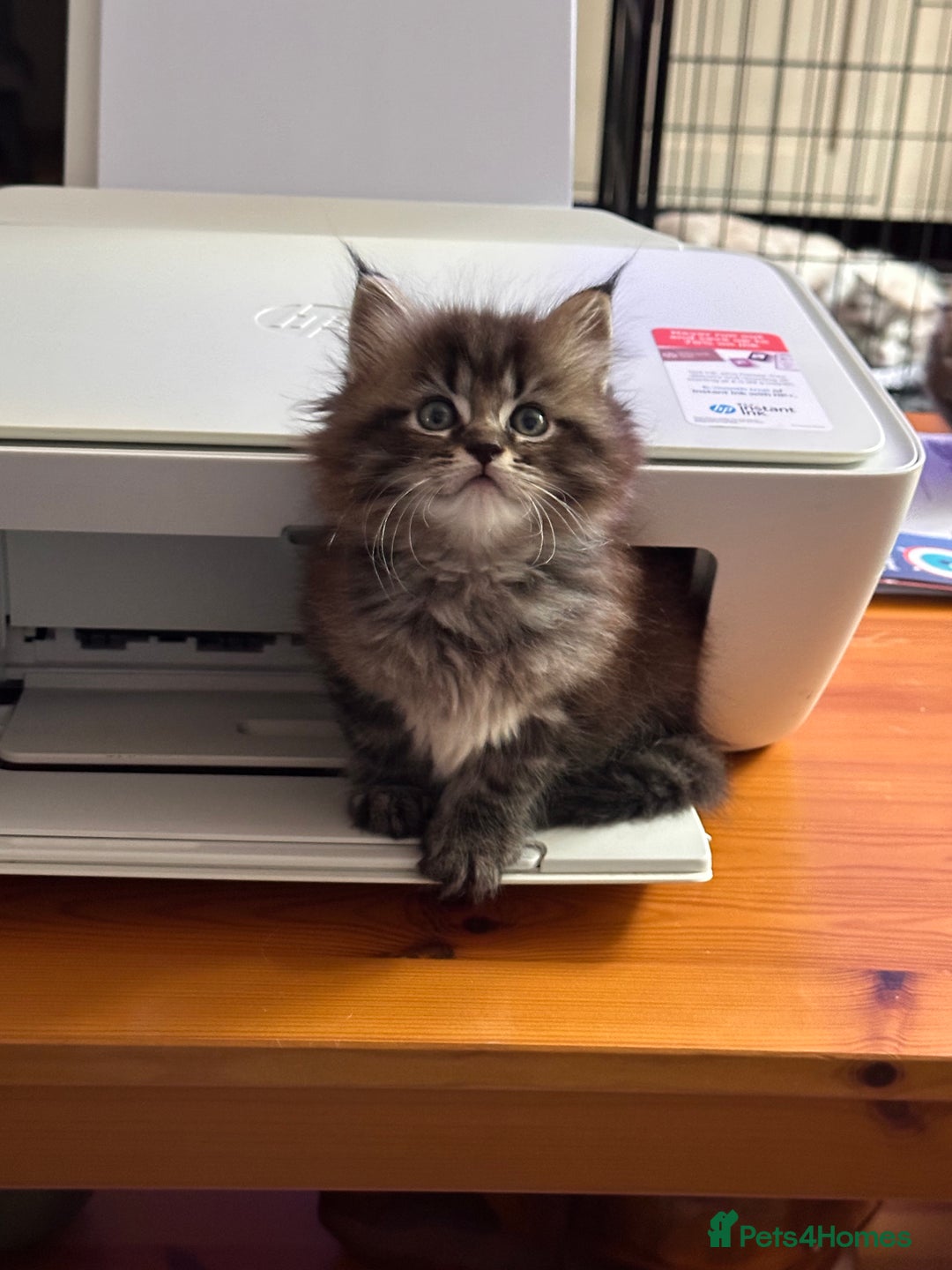 Maine Coon cats for sale: Maine Coon x Ragdoll Mix Kittens  Ready 27 Aug! 🐾 - Image 17