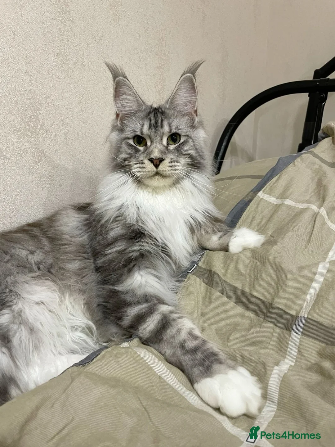 Maine Coon cats for sale: Kittens Ready to leave - Advert 2