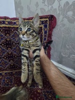 Bengal cats - Advert 8