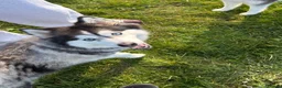 Mixed Breed dogs for sale: Pomsky puppies  - Advert 9