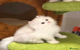Munchkin cats for sale: Super stunning & rare Minuet - Image 30