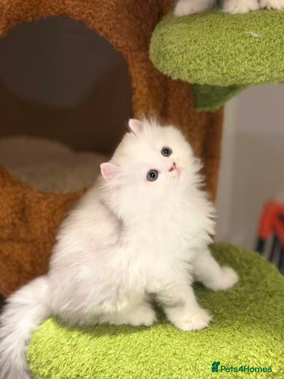 Munchkin cats for sale: Super stunning & rare Minuet - Image 30