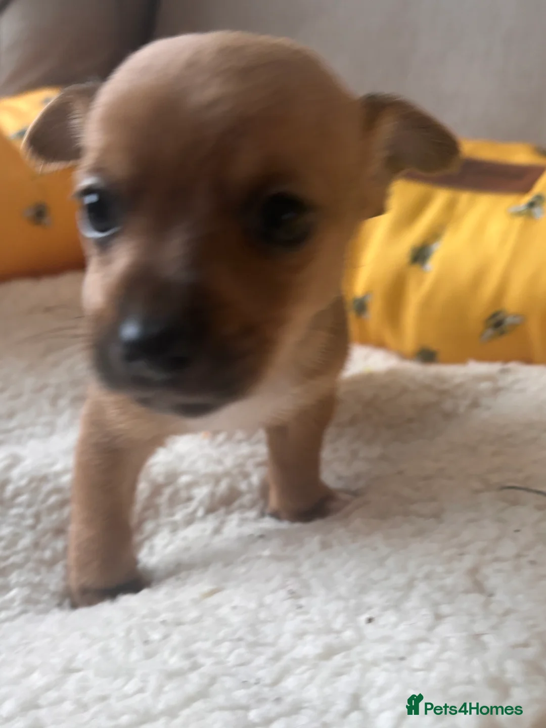 Mixed Breed dogs for sale: 5 beautiful Jackchi boys  - Advert 20