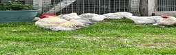 Chickens poultry for sale: Porcelain Pekins  - Advert 5
