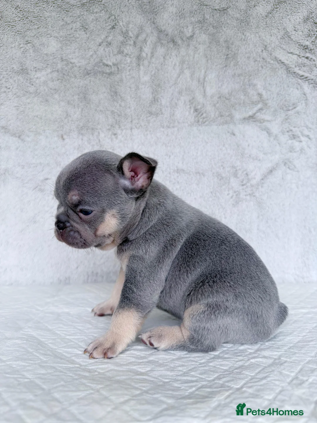 French Bulldog dogs for sale: KC registered new shade French Bulldog puppies - Advert 22