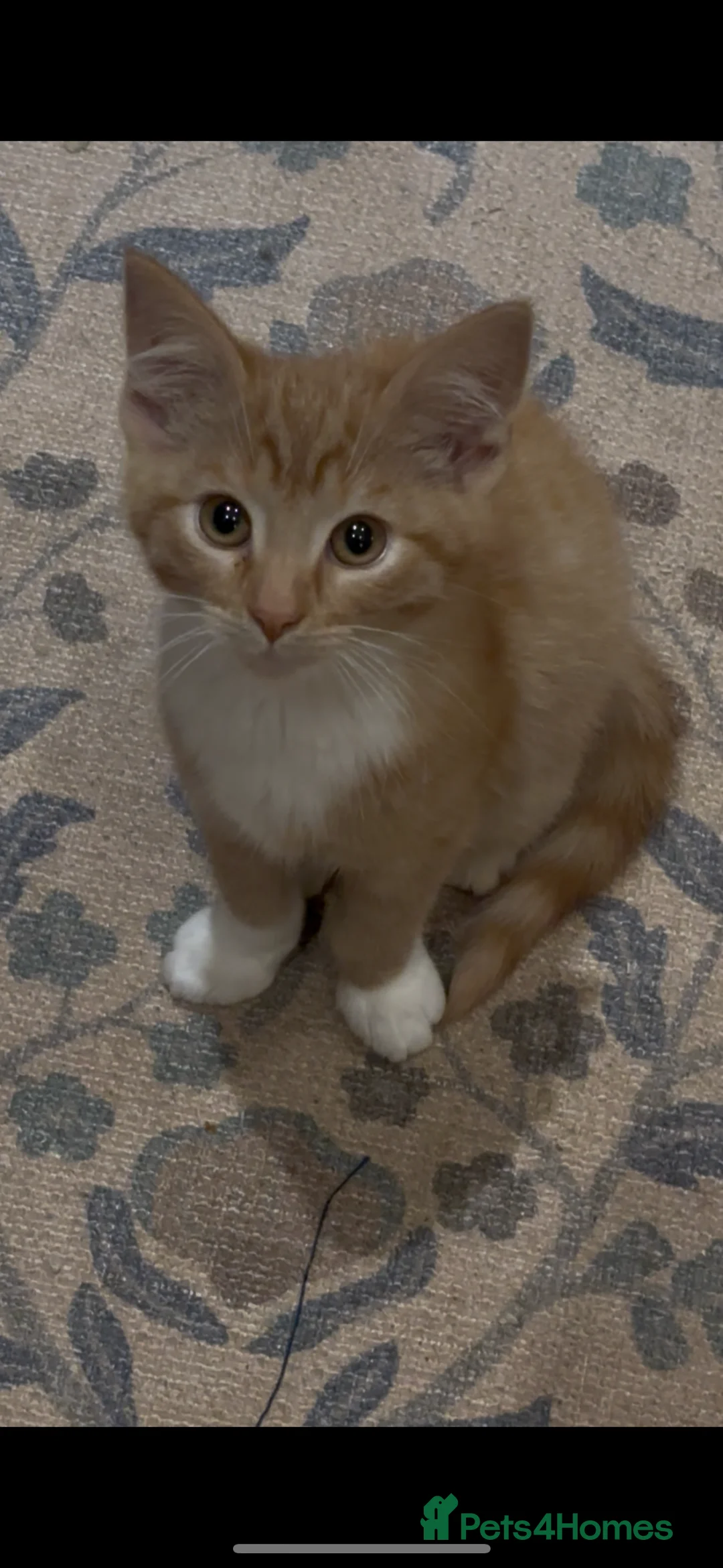 Mixed Breed cats for sale: LAST KITTEN READY TO LEAVE!! Maine coon cross! - Advert 1