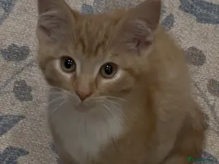 Mixed Breed cats LAST KITTEN READY TO LEAVE!! Maine coon cross! - Advert 3