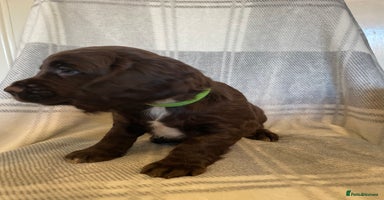 Cocker Spaniel dogs KC registered working cocker spaniels ready 23/11 - Advert 8
