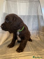 Cocker Spaniel dogs KC registered working cocker spaniels ready 23/11 - Advert 8
